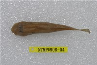 藏品(極樂鰕虎)的圖片